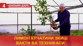 Лимон кўчатини экиш вақти ва техникаси!