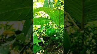 Delicious green fruits। #shorts #shortvideo #youtubeshorts #fruit