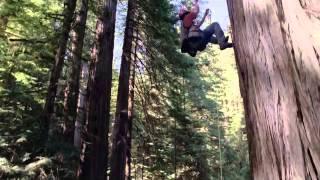 Evergreen Tree (The Ned Odum Boys)