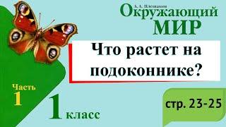 Что растет на подоконнике? Окружающий мир. 1 класс, 1 часть. Учебник А. Плешаков стр. 24-25