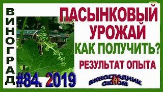  Пасынковый урожай винограда. Соцветия на пасынках. Результаты опыта. Прищипка побегов весной.