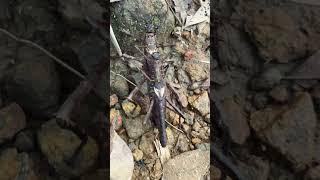 Belalang monster  (Giant Stick Insect) #hewanunik #hewanliar #jenisbaru