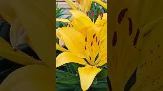 Жёлтая лилия, золотой лучик лета (Golden Lily, Summer's Queen)