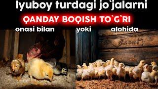 Qanday boqish kerak ?? |   Degan savolga bugun jovob Olasiz !! |  @My FARM. uz ​