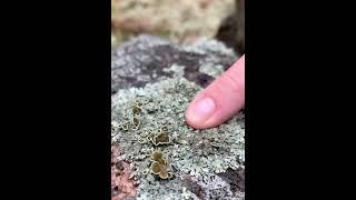 Ever wonder about lichen