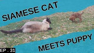 Our Siamese cat meets a tiny puppy (Amazing reactions)