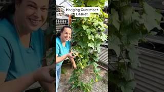 Cucumber Hanging Basket