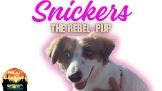 Introducing Snickers - A Brand New Rebel, With Fur.