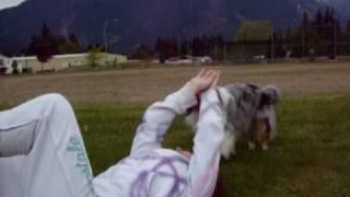 blue merle sheltie playing
