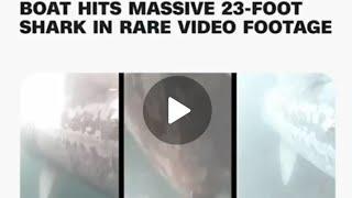 boat hits massive 23 foot shark in rare video footage