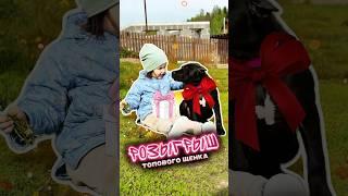 Щенок шоу-класса совершено бесплатно! Аттракцион щедрости в AlfaBulls 