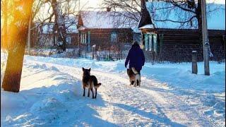 Две собаки сестрички. Самые лучшие друзья