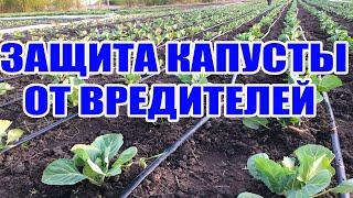 Защита капусты от вредителей ! Вредители капусты и борьба с ними (Крестоцветная блошка и совка )