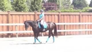 Rehabbing your horse after injury - walk exercises by Equi-Learn