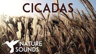 10 HOURS of Cicadas Sounds ~ Summer Nature Sounds in Japan ~ Sleep, Study, Meditation & Yoga