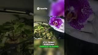 Очаровательная бабочка  Наша коллекция #orchid #plants #цветы  #plantcare #растения