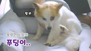 A Dog with a Grumpy Face / Baby Guardian