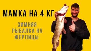 МАМКА НА 4 КГ | ЩУКА НА ЖЕРЛИЦЫ | ЩУКА ЗИМОЙ НА ПОДКОВЕ |ЗИМНЯЯ РЫБАЛКА