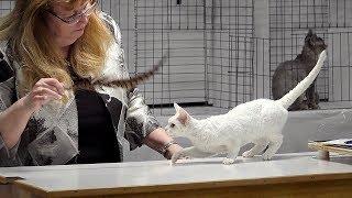 CFA International Cat Show 2017 - Championship Devon Rex.Set 1