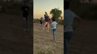  ROJI  beautiful kathiyawadi ghodi |||| #shortvideo #horselover #kathiyawadi_horse #horseriding