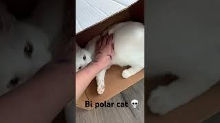  Bi polar cat.