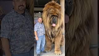GIGANTANIMALS TRANSFORMATION