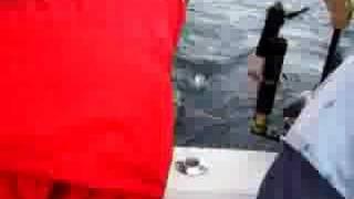 Catching a salmon