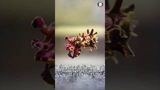 Flamboyant Cuttlefish  Color-Changing Creature!