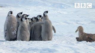 Penguin chicks rescued by unlikely hero | Spy in the Snow - BBC