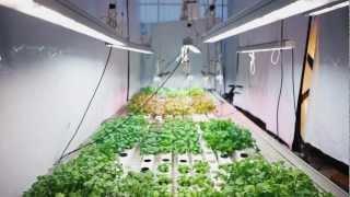 Valoya Research. Lettuce and Herbs: How Valoya LED Lights Control and Enhance Growth.