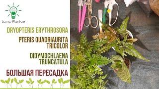 Большая Пересадка Dryopteris erythrosora, Pteris quadriaurita Tricolor, Didymochlaena truncatula 🪴