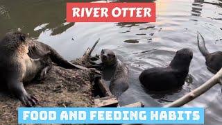 Do Otters Eat Fish?