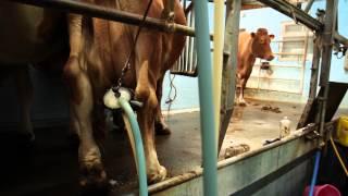 Laceys Family Farm - Guernsey Cows