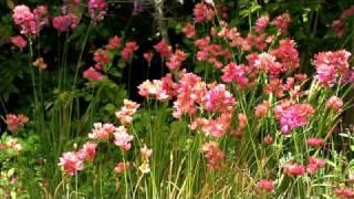 flower bulbs Ixia hybrid 2.avi