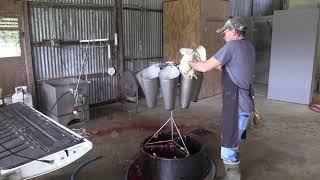 Raising meat chickens from chicks to processing