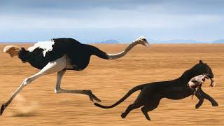 Cheetah Too Fast! Mother Ostrich Running At Full Speed Still Can't Save Baby From Hungry Cheetah