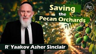 Saving the Pecan Orchards - Rabbi Yaakov Asher Sinclair