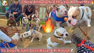 2 New Ambully Dog Ki Entry Hui Dog Kennel MaiSb Dogs K Sath MilvayaDosti B Hui Dushmani B