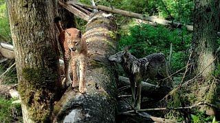 The only wolf family that succeeded to save some of their pups in Naliboki Forest in 2021