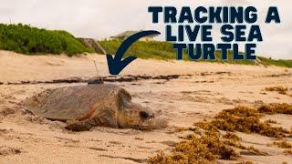 We Are Tracking a Real Sea Turtle!