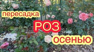 КАК И КОГДА ПЕРЕСАЖИВАТЬ РОЗЫ?