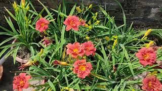 Daylily "Booby Ruby"। Reddish Color Double Daylily in Bangladesh।