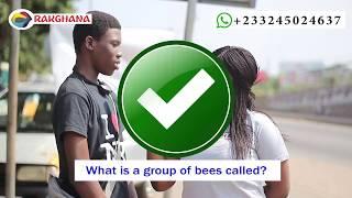 What is a Group of Bees Called? Street Quiz | Funny Videos