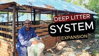 Ultimate guide to the deep litter system for pigs : step by step demo | pig farming for beginners |