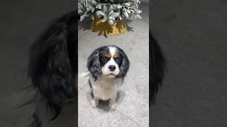 Кавалер Спаниель Гарри #cavalierspaniel