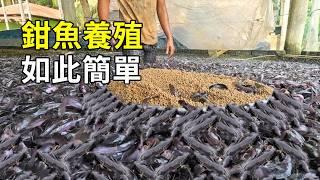 鉗魚的現代化養殖，捕撈現場大開眼界