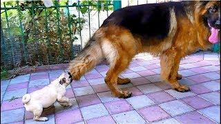 Super Смешной Щенок Мопса и Немецкая овчарка. Amazingly funny pug puppy and German shepherd.