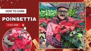 Poinsettia Plant Care - सालभर की खूबसूरती के राज़ I Plants for home garden in India  #poinsettia