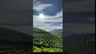 Ooty tea estate  / Ooty WhatsApp status Tamil / Ooty travel guide Tamil / New View Nilgiris