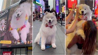 How many times can I say Times Square in a video? | My dog was on a billboard in New York City